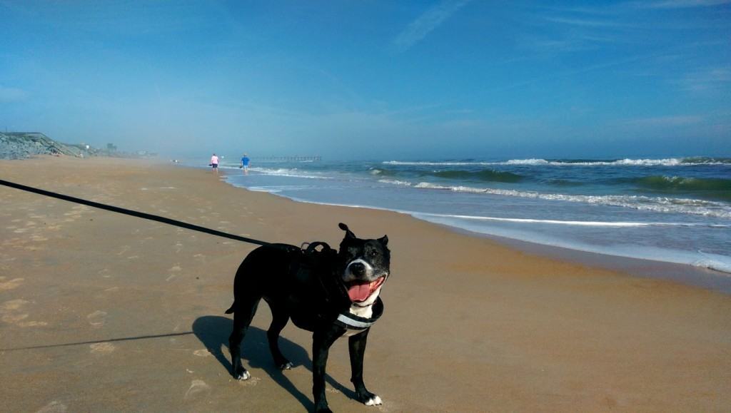 Luna Loves the Beach