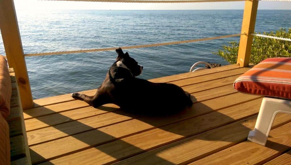 Relaxing on the dock