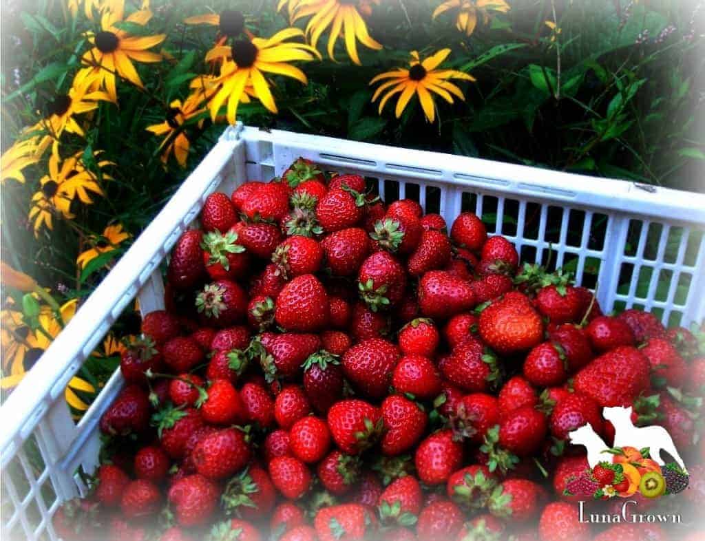 LunaGrown Local grown strawberries