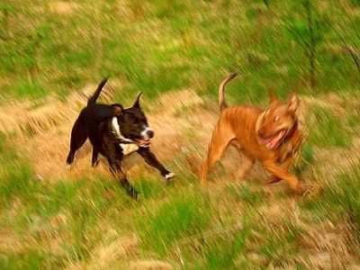 Luna and ben in field