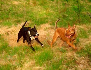 Luna and ben in field