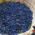 LunaGrown Blueberry Basket