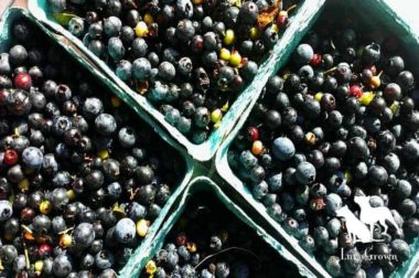 LunaGrown Wild Blueberries