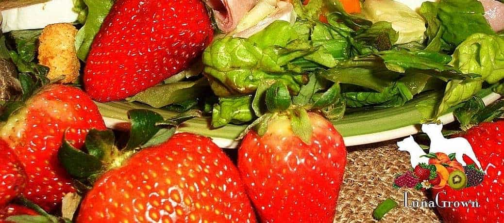 Strawberry Salad