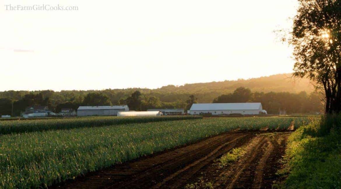 Bialas Farms market