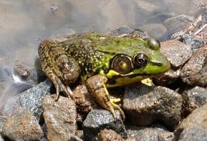 Bull Frog