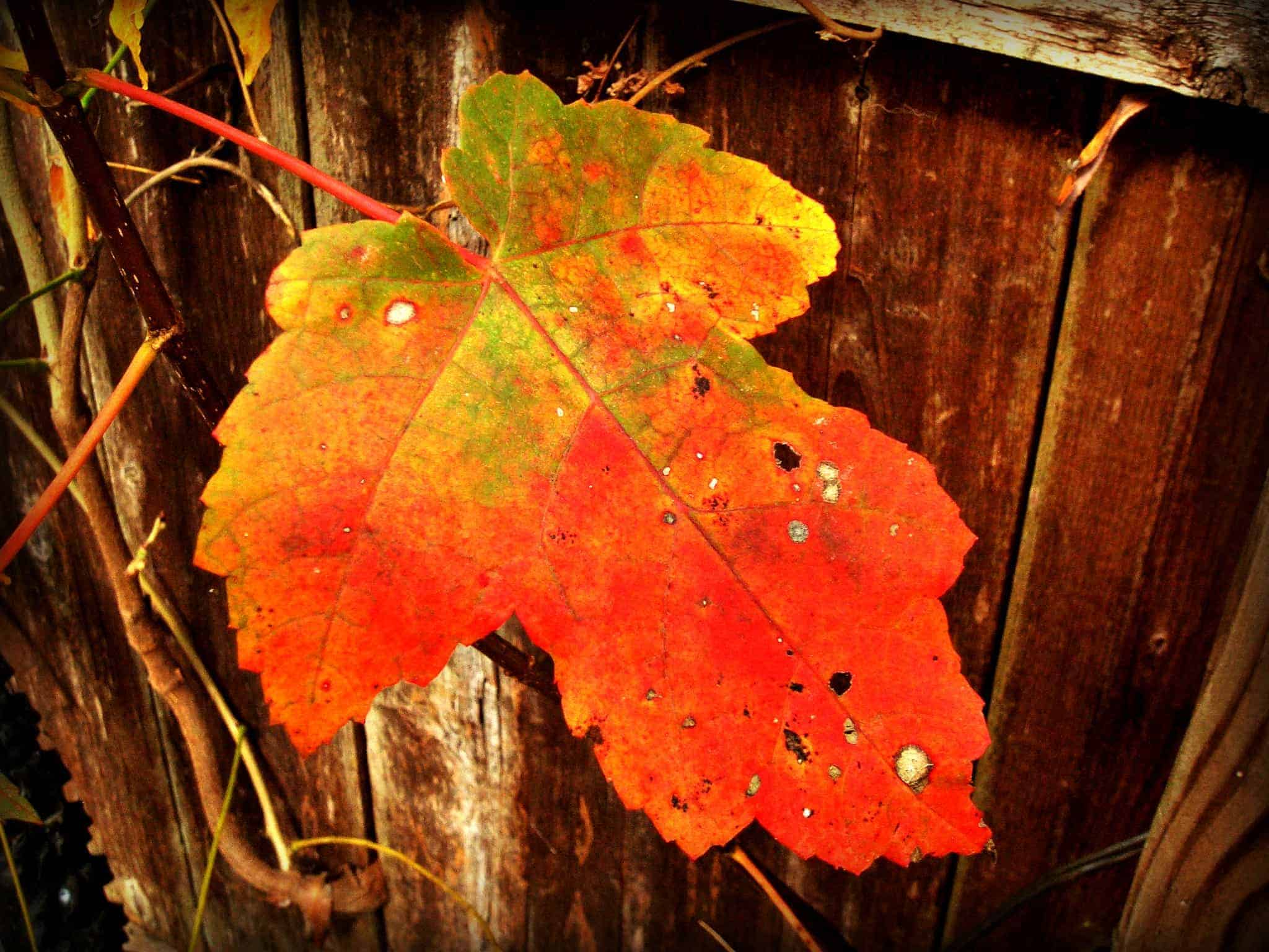 Red Maple Leaf