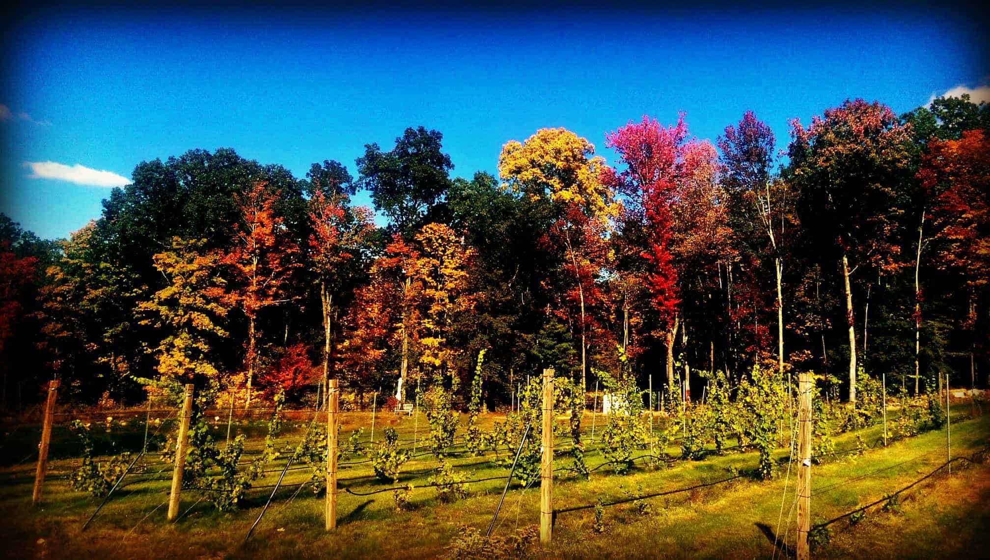 The vineyard in Autumn