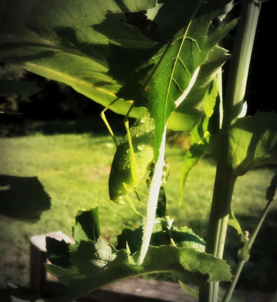 Leaf Hopper in the fields
