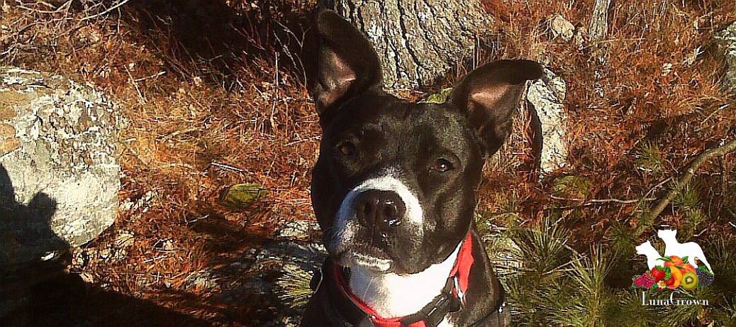 luna face post Luna in the woods
