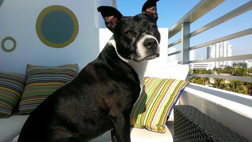 luna miami Luna Girl at Miami Beach