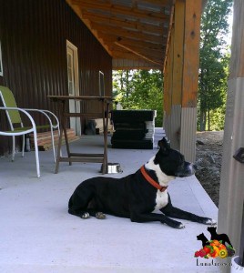 Luna on the front porch