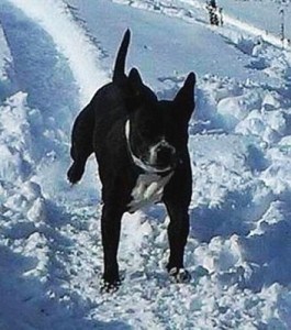 luna snow The Sweetest Holiday Travels For a Pup Named Luna 1