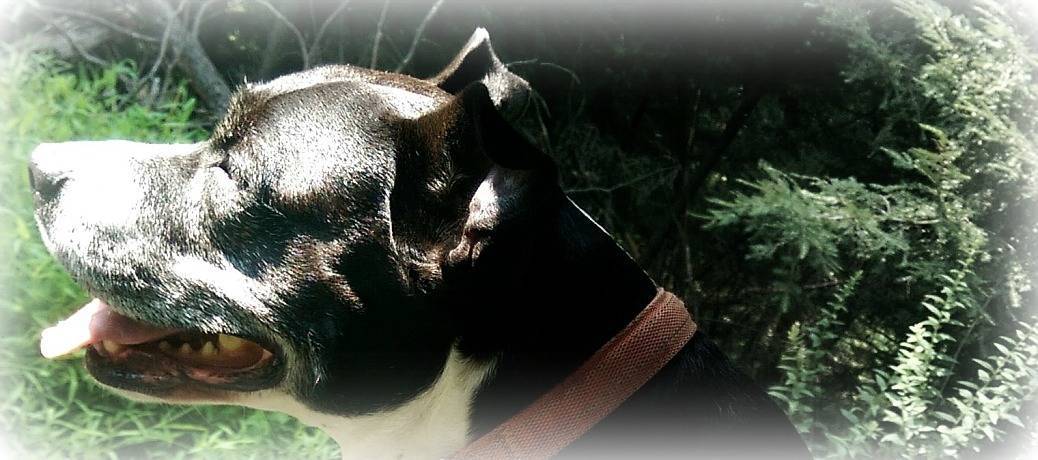 luna sunshine fin a Luna in the Sunshine