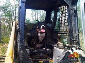 Luna in the skid steer