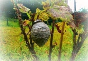 Paper Wasp on red currant