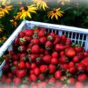 Fresh Strawberries from Bialas Farm market