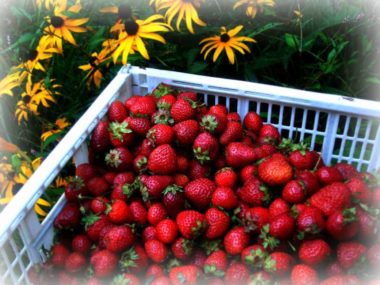 Fresh Strawberries from Bialas Farm market